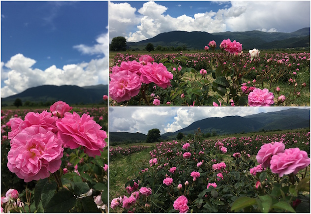 1465348617156148.jpg 贝豪保加利亚玫瑰花田.jpg