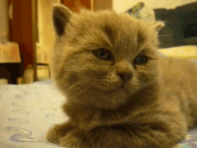 1468312142442910.gif 1468312142442910.gif