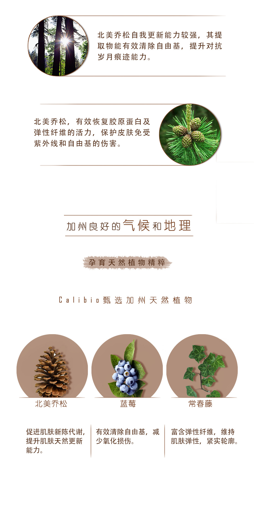 乔松晚霜详情页_03.jpg