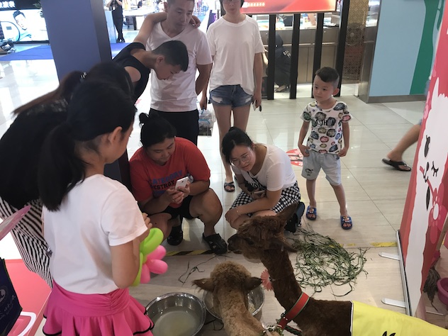 羊驼互动.jpg