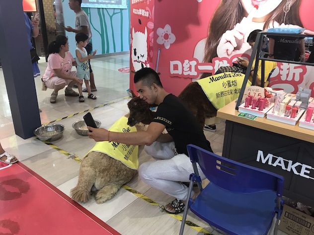 与羊驼合影.jpg