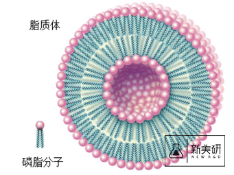 1512012586673929.png 脂质体.png