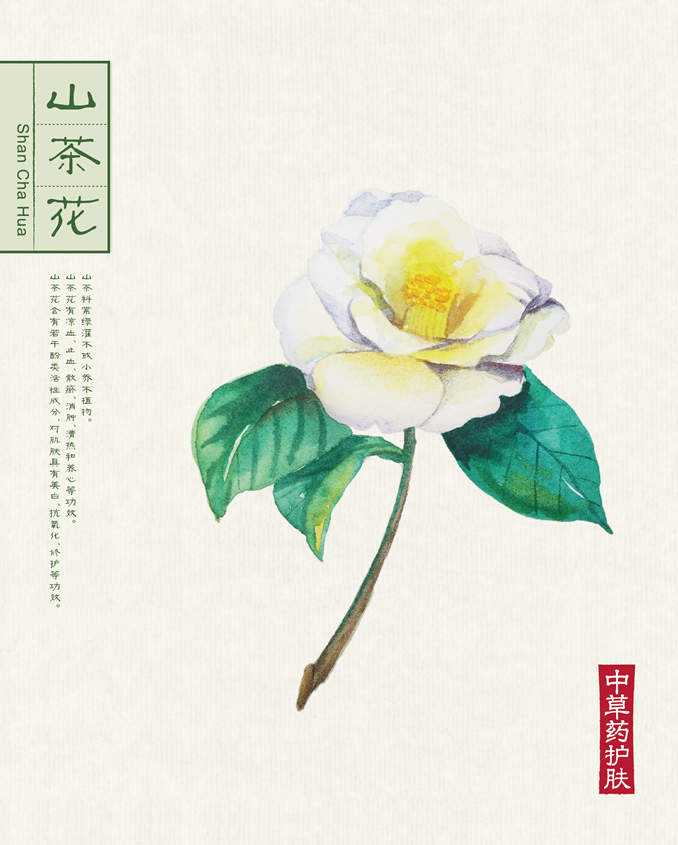 1512039808913817.jpg 本草背景(40.6X50.6)-042.jpg