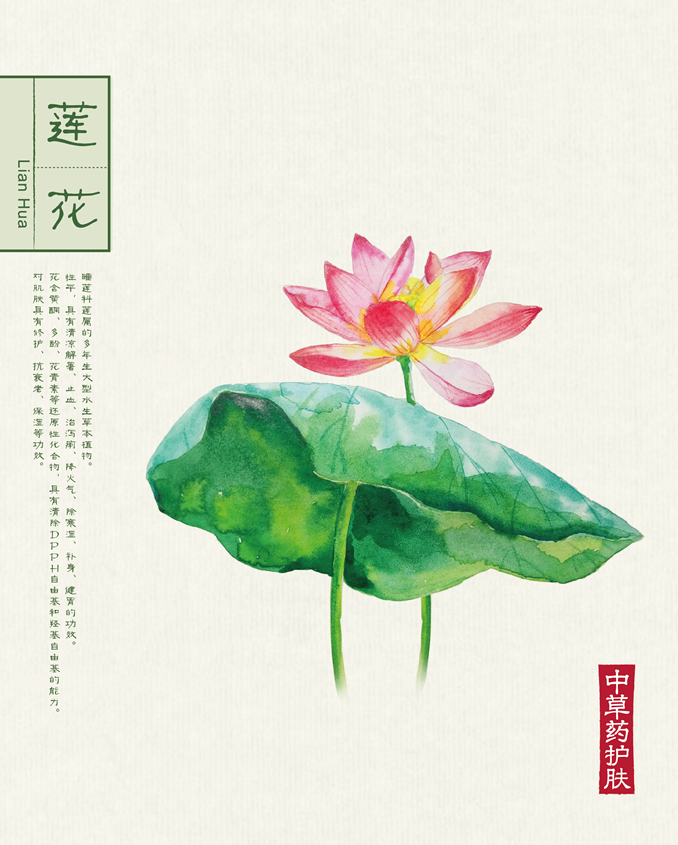 1512039811614022.jpg 本草背景(40.6X50.6)-011.jpg