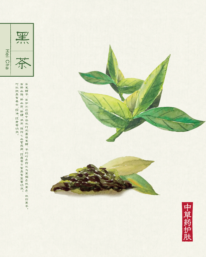 1512039833409573.jpg 本草背景(40.6X50.6)-107.jpg