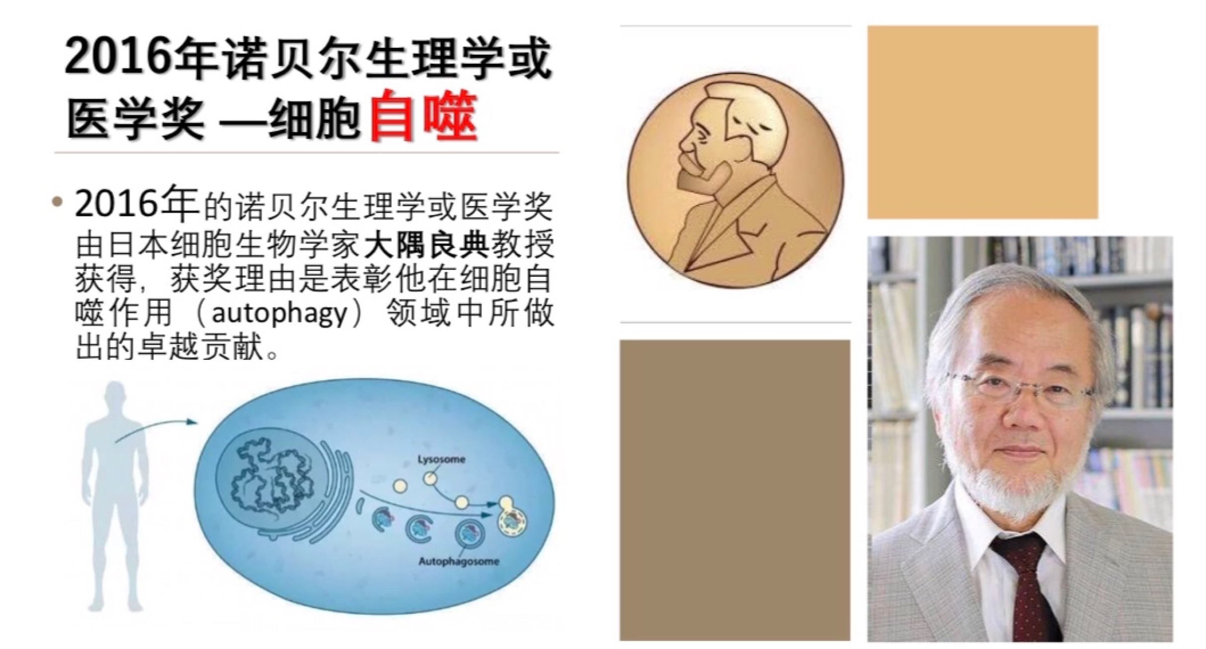 2016年的诺贝尔医学奖 2016年的诺贝尔医学奖