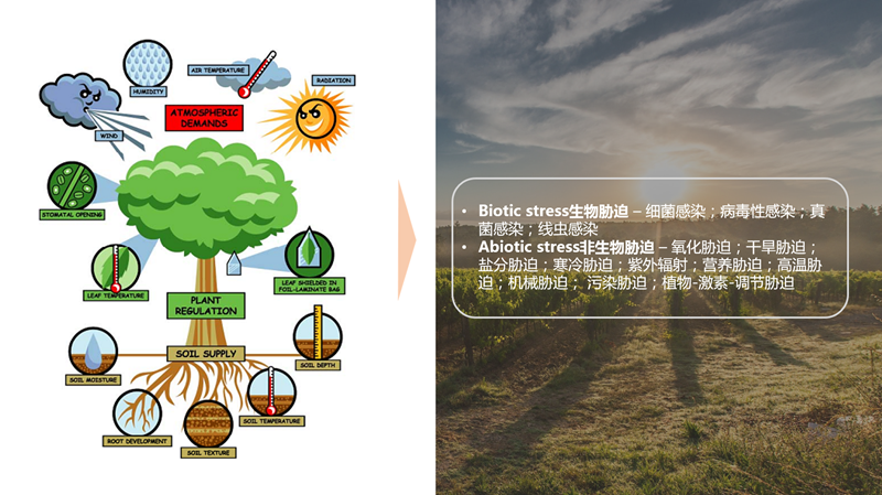 伽蓝集团研发