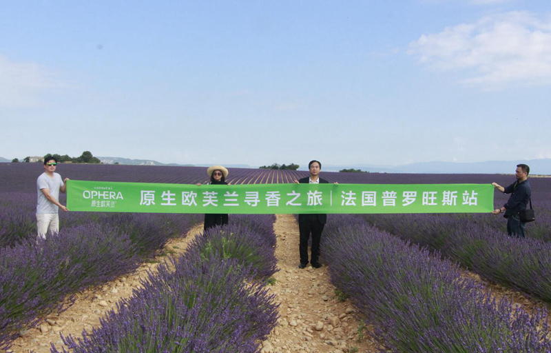 原生欧芙兰 原生欧芙兰