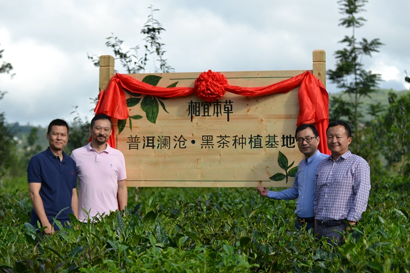 云南澜沧黑茶基地 云南澜沧黑茶基地