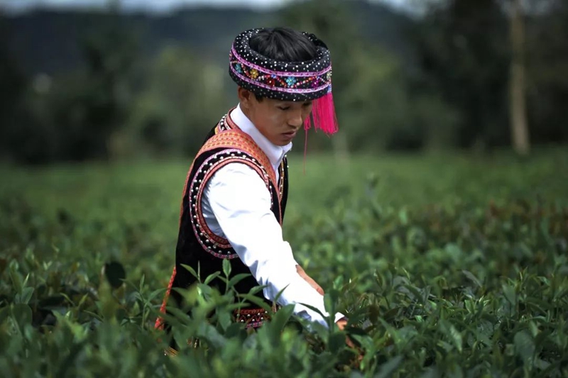 相宜本草黑茶种植基地园主李从新 相宜本草黑茶种植基地园主李从新