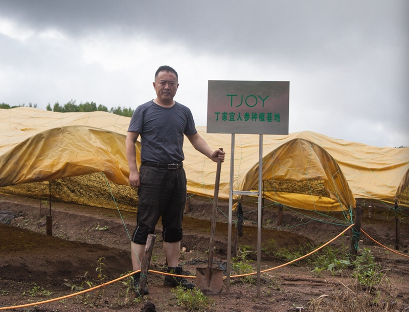 丁家宜人参种植基地 丁家宜人参种植基地