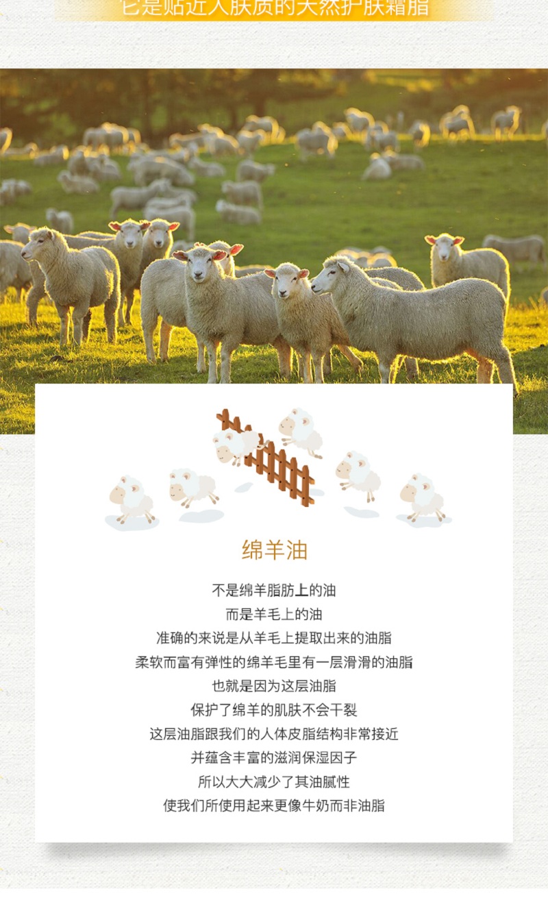 蜂蜜绵羊油_03.jpg