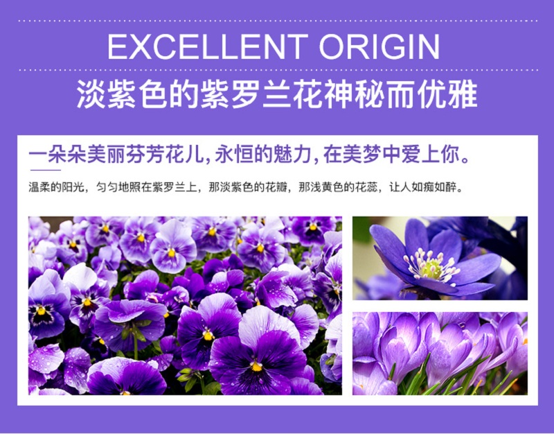 紫罗兰_03.jpg
