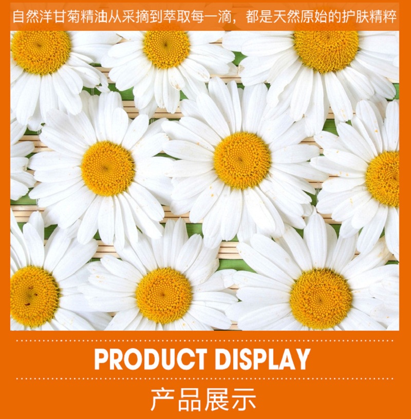 洋甘菊_05.jpg
