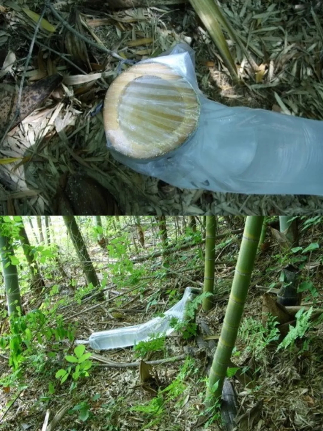 枚柯