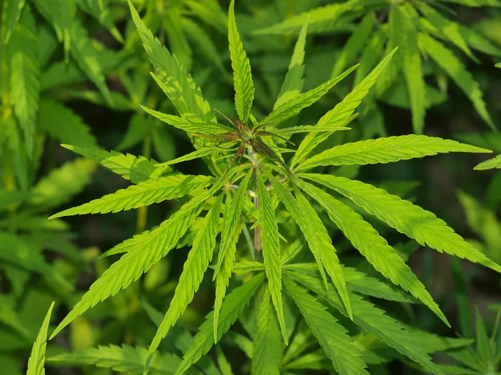 未命名_副本.jpg