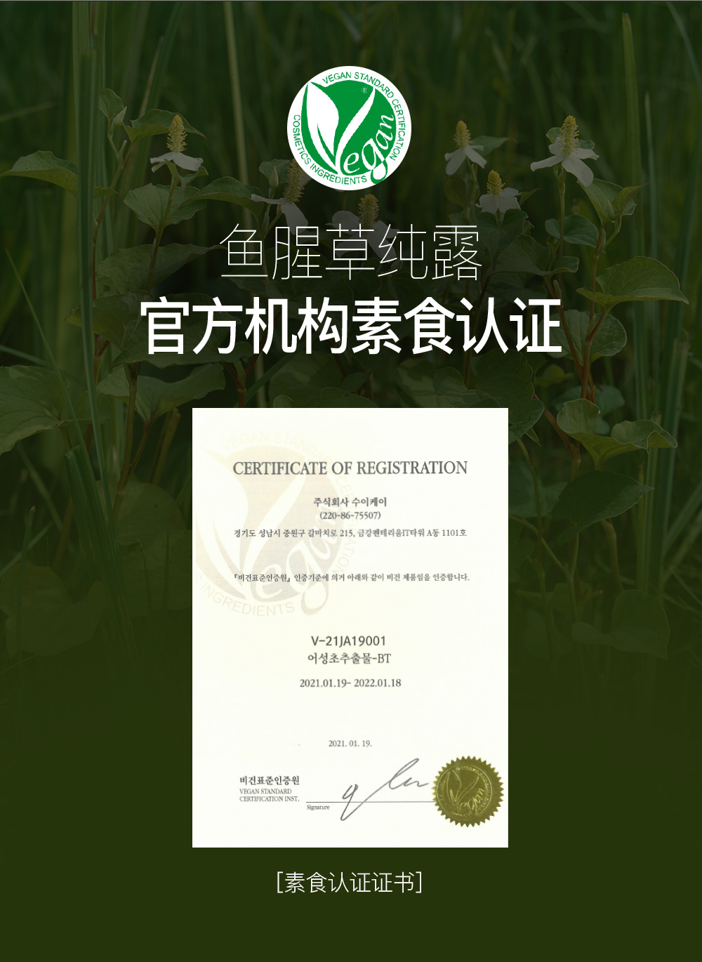 鱼腥草详情_10.jpg