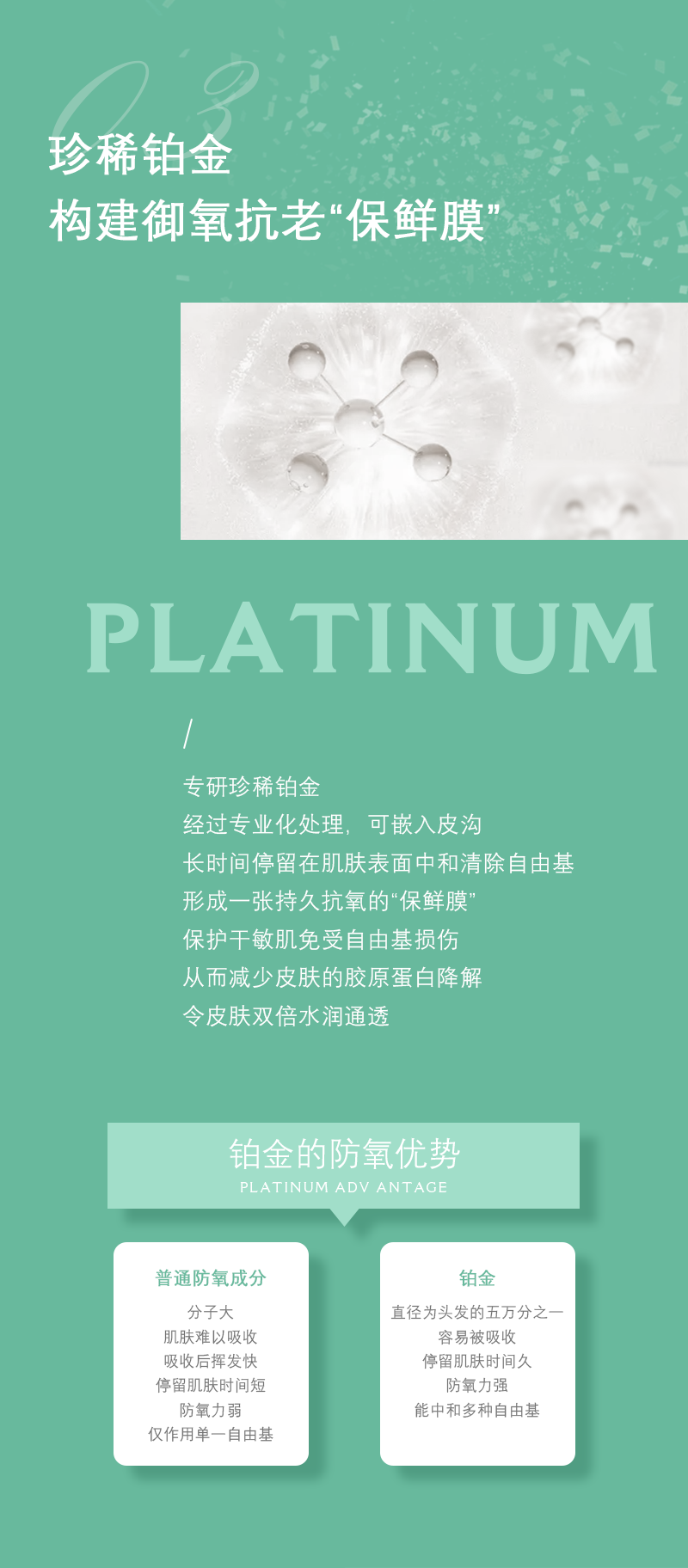 积雪草_06.png