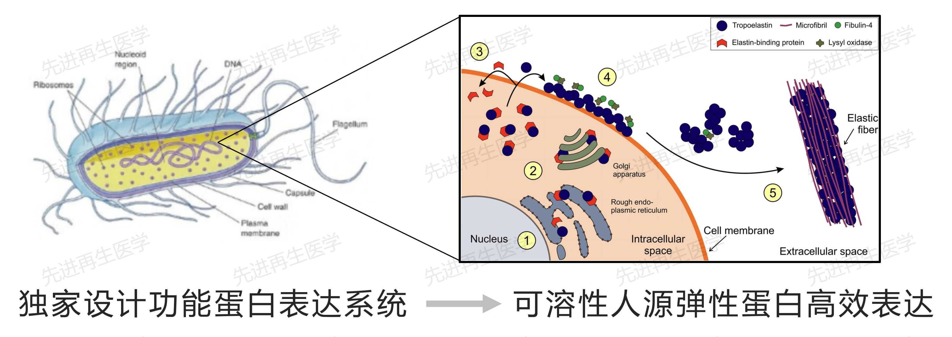 1724555500649226.jpg 技术02.jpg