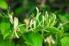 索赔千万!上百家企业因“金银花”被起诉