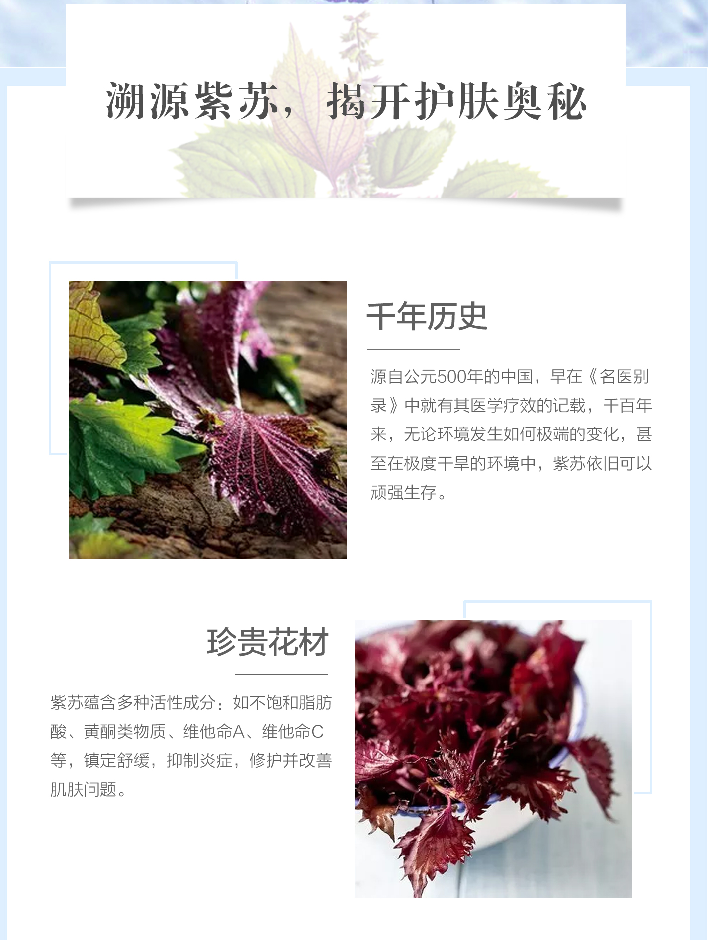 1569462700130334.jpg 紫苏水链接 (4).jpg