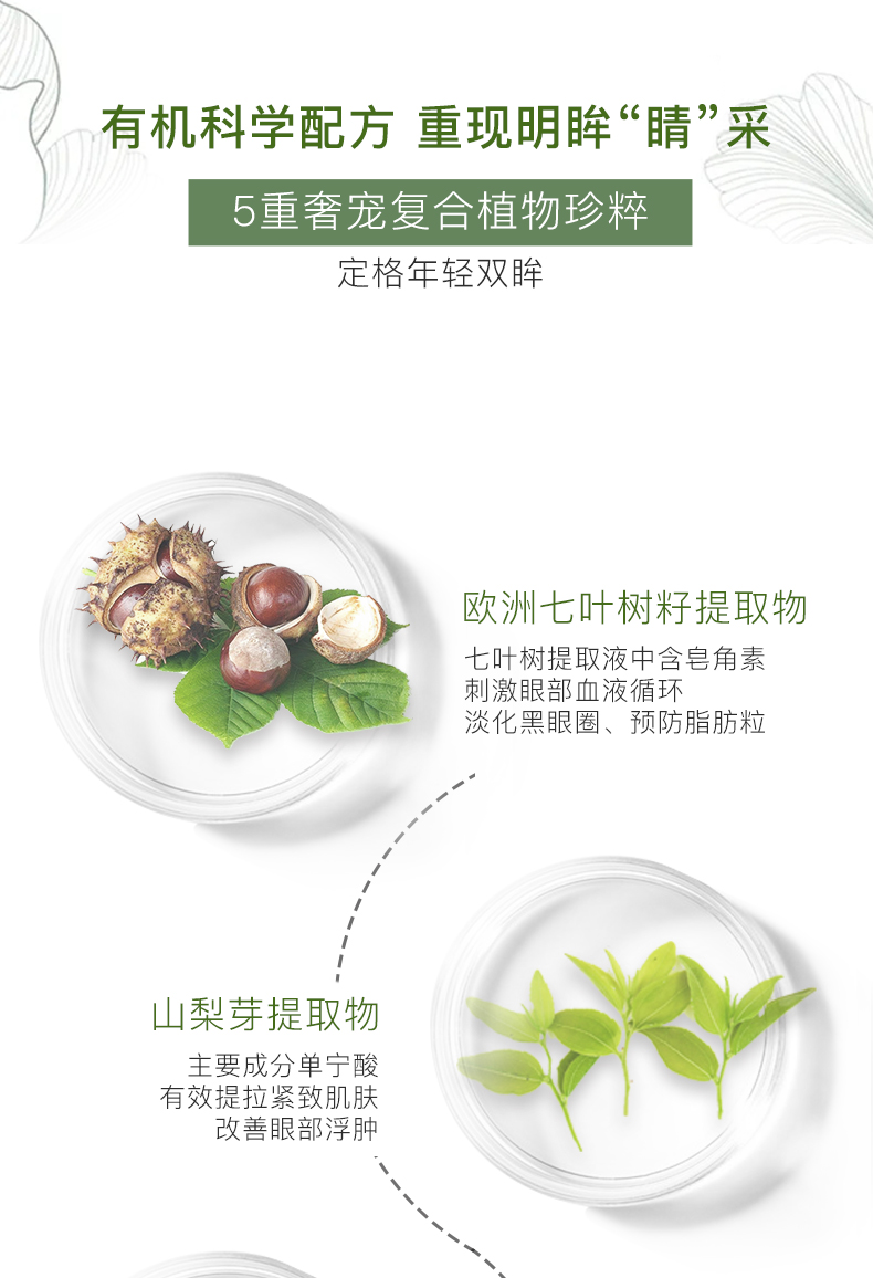 七叶树眼膜_05.jpg