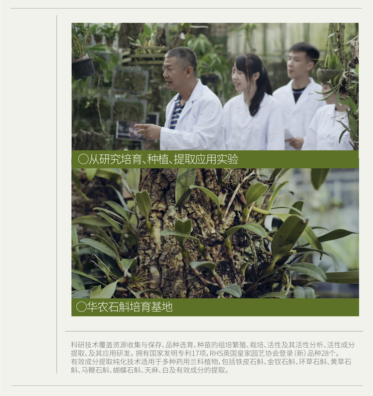 斛说金钗石斛精华液 详情页-12.jpg